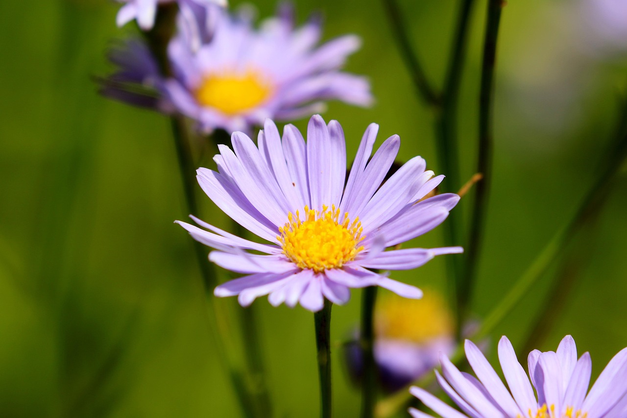 Aster-koraiensis