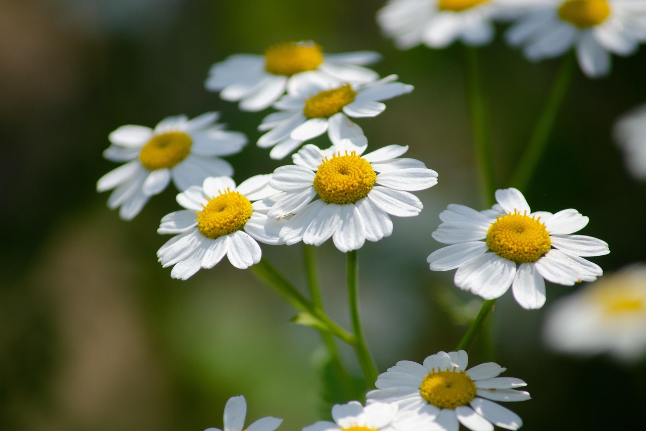 Tanacetum-parthenium