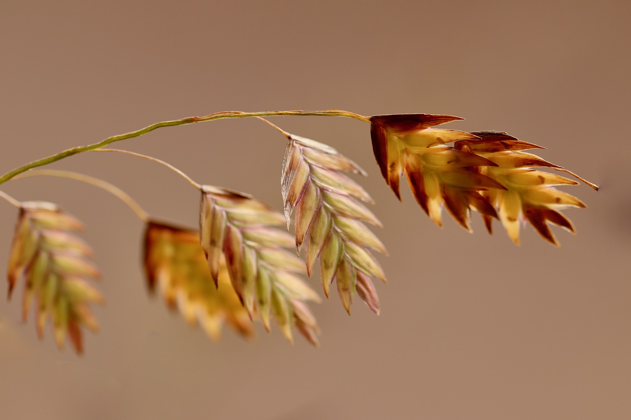 Chasmanthium latifolium