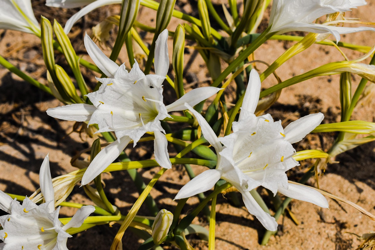 Pancratium