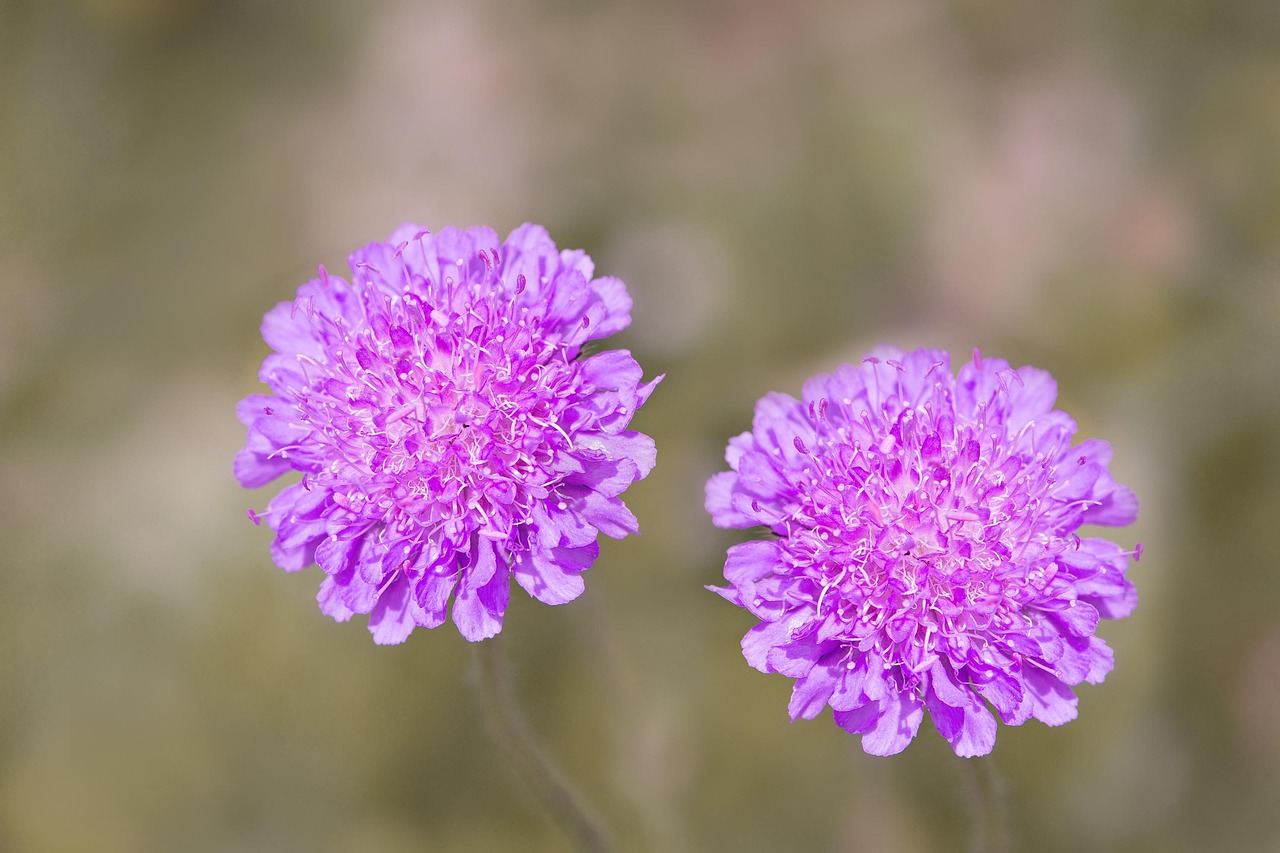 Scabiosa