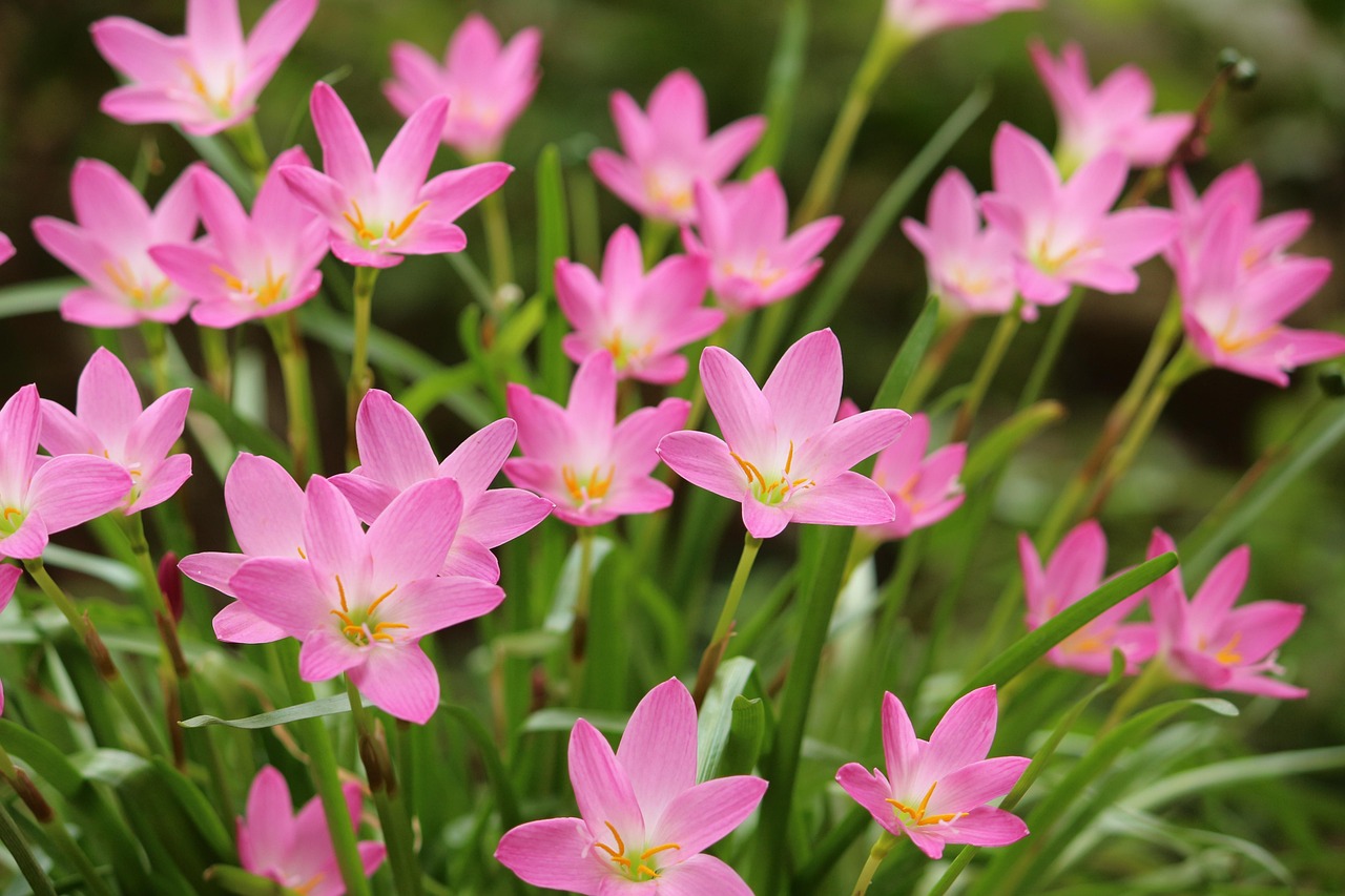 Zephyranthes