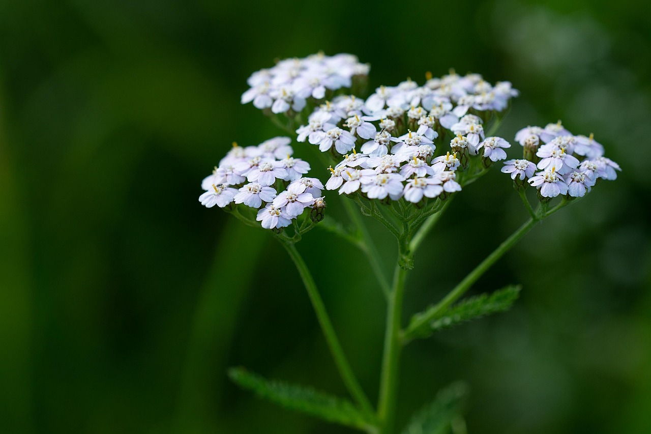 Achillea millefolium