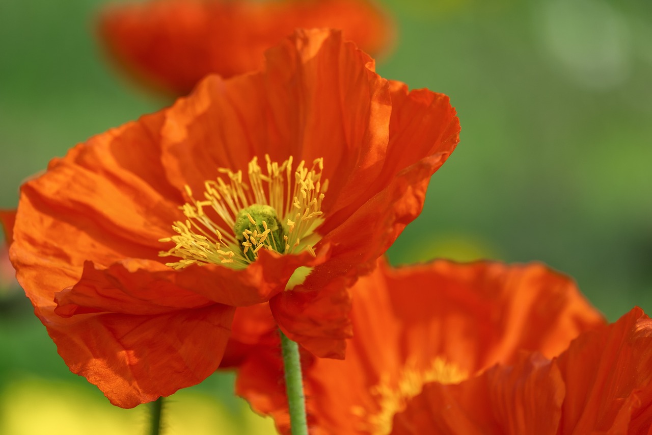 Papaver-nudicaule