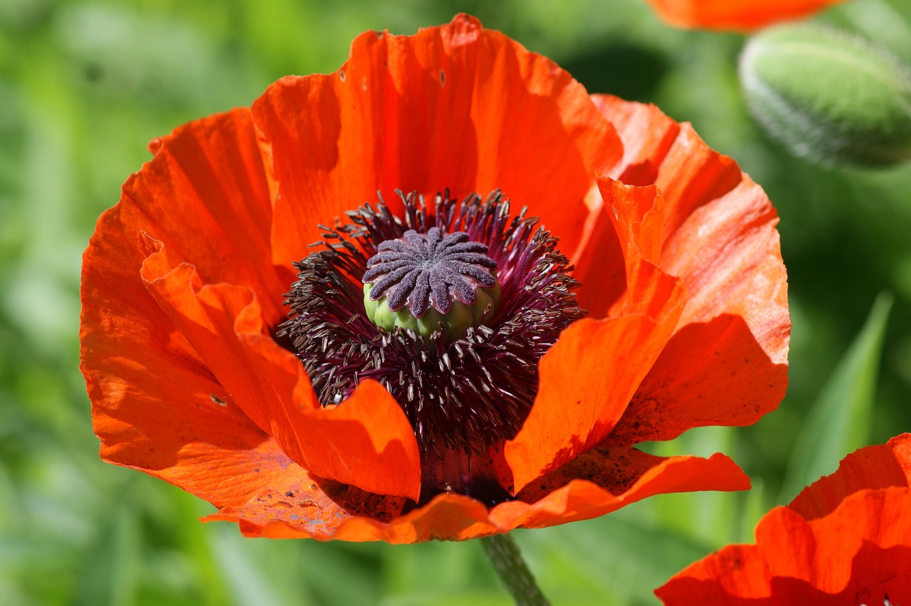 Papaver-orientale