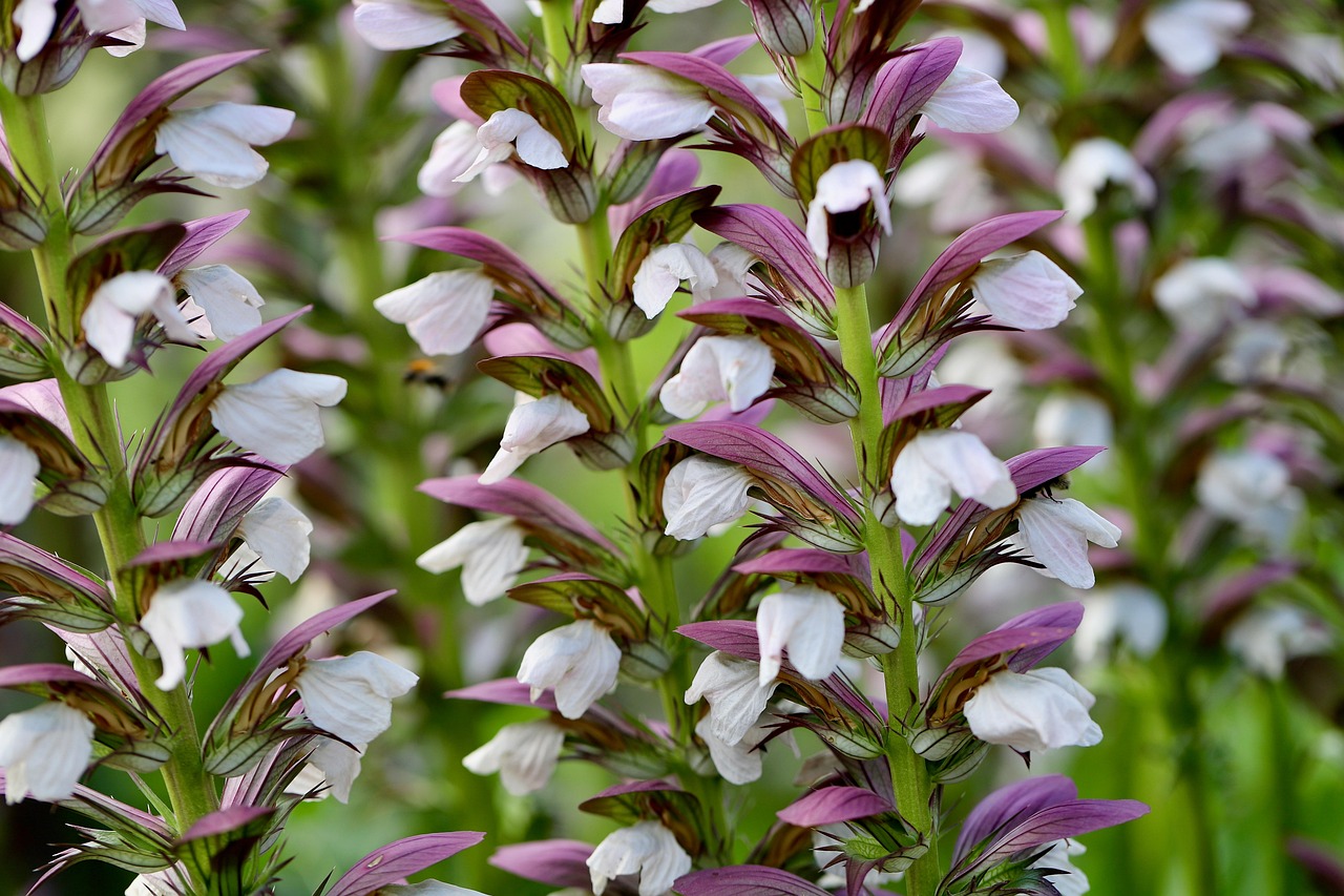 Acanthus