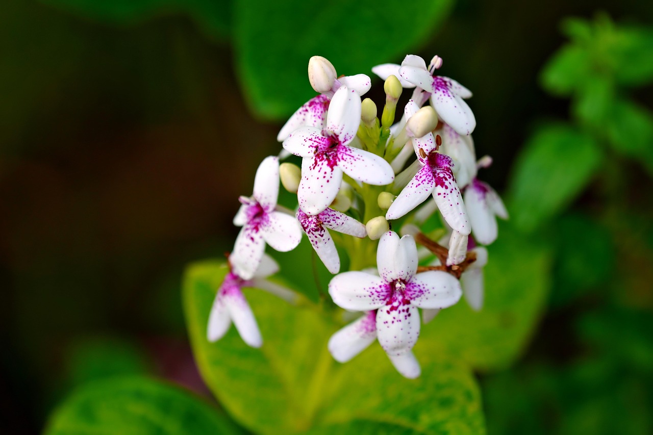 Pseuderanthemum