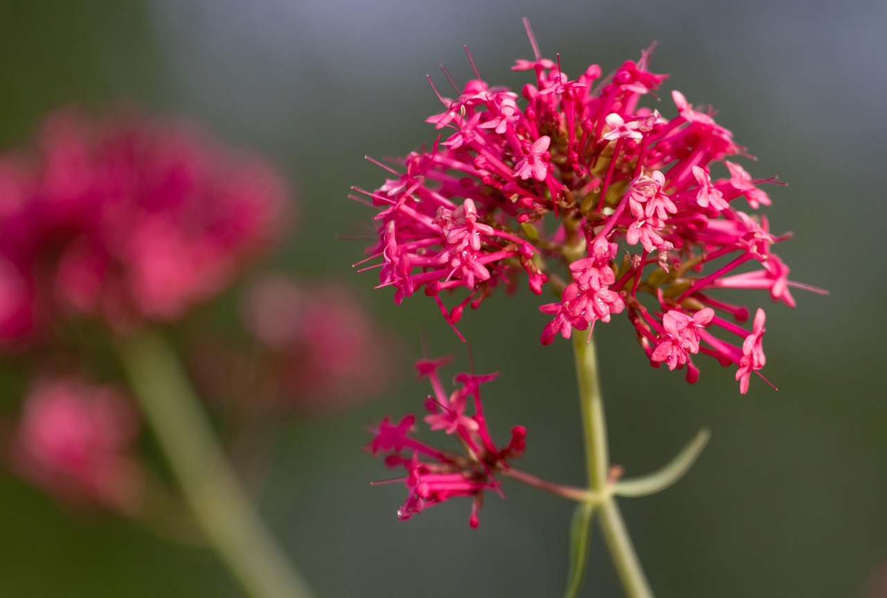 Centranthus