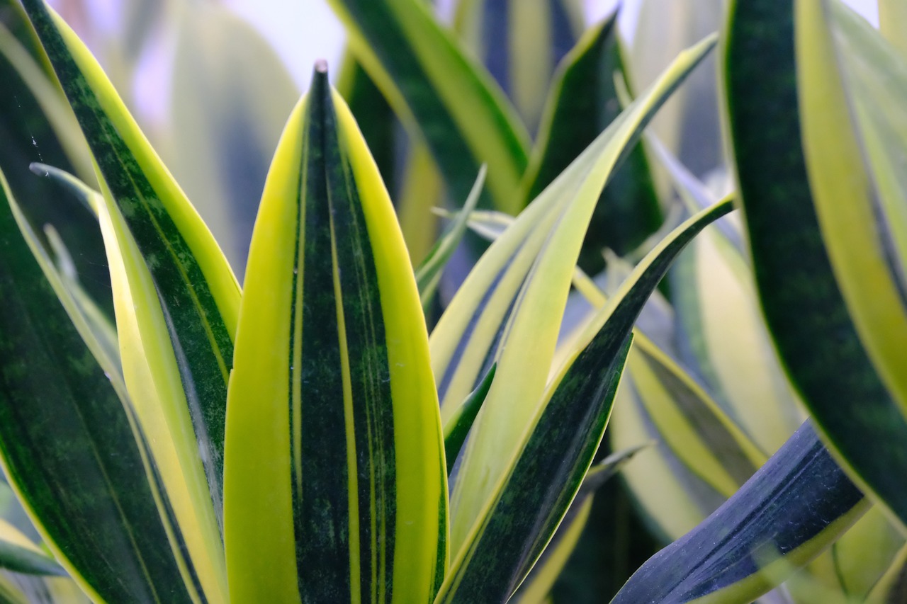 Sansevieria