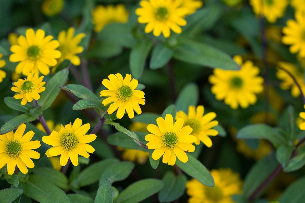 Sanvitalia-procumbens