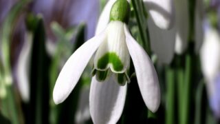 スノードロップ | 英国庭園で愛された雪解けの花