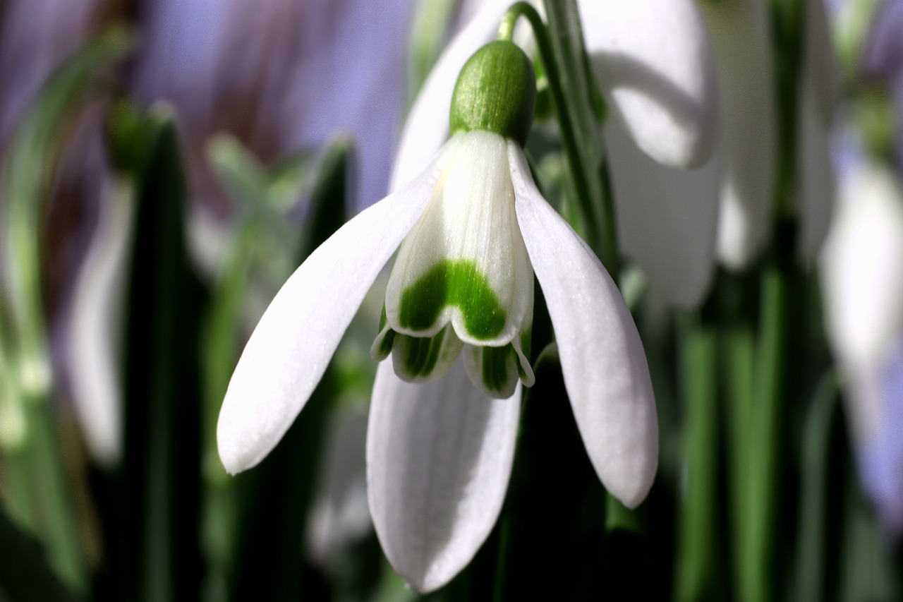 snowdrop