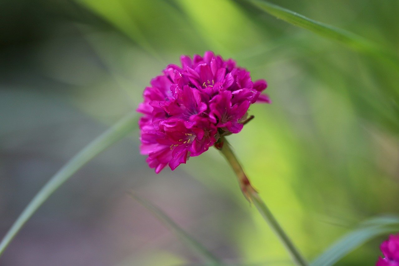 Armeria-maritima