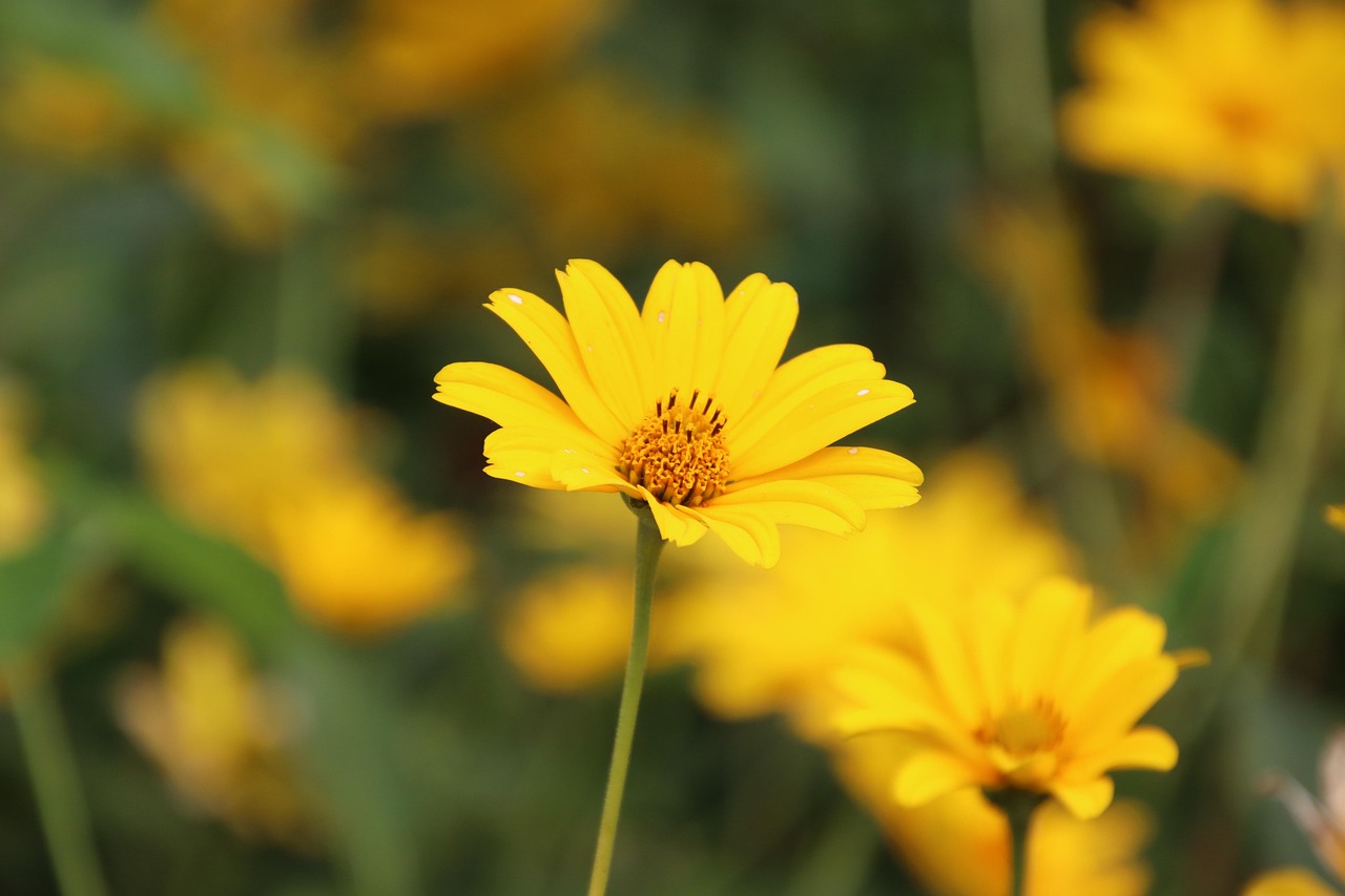 Coreopsis