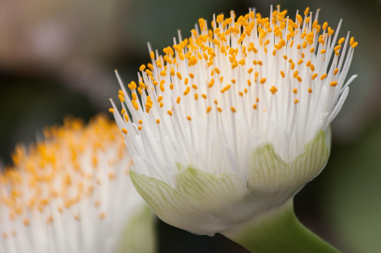 Haemanthus-albiflos