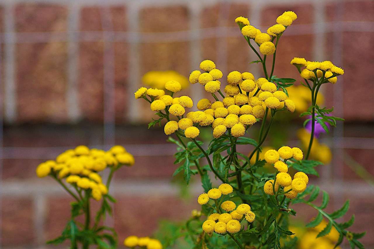 Tanacetum vulgare