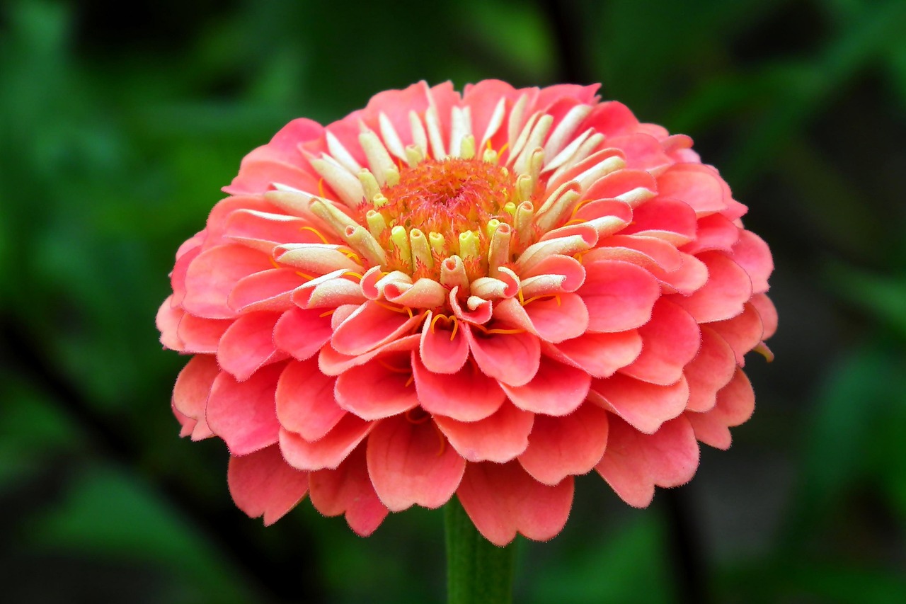 zinnia