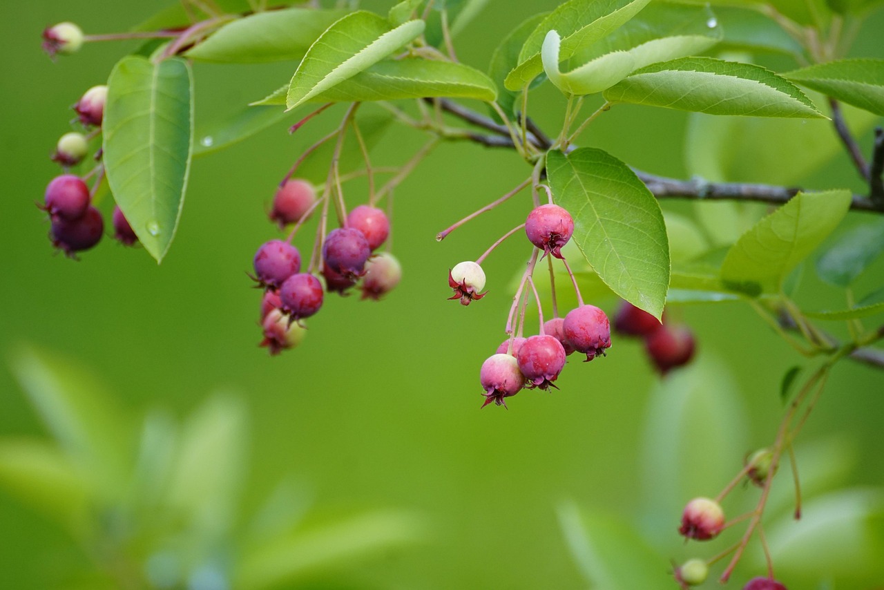 Amelanchier