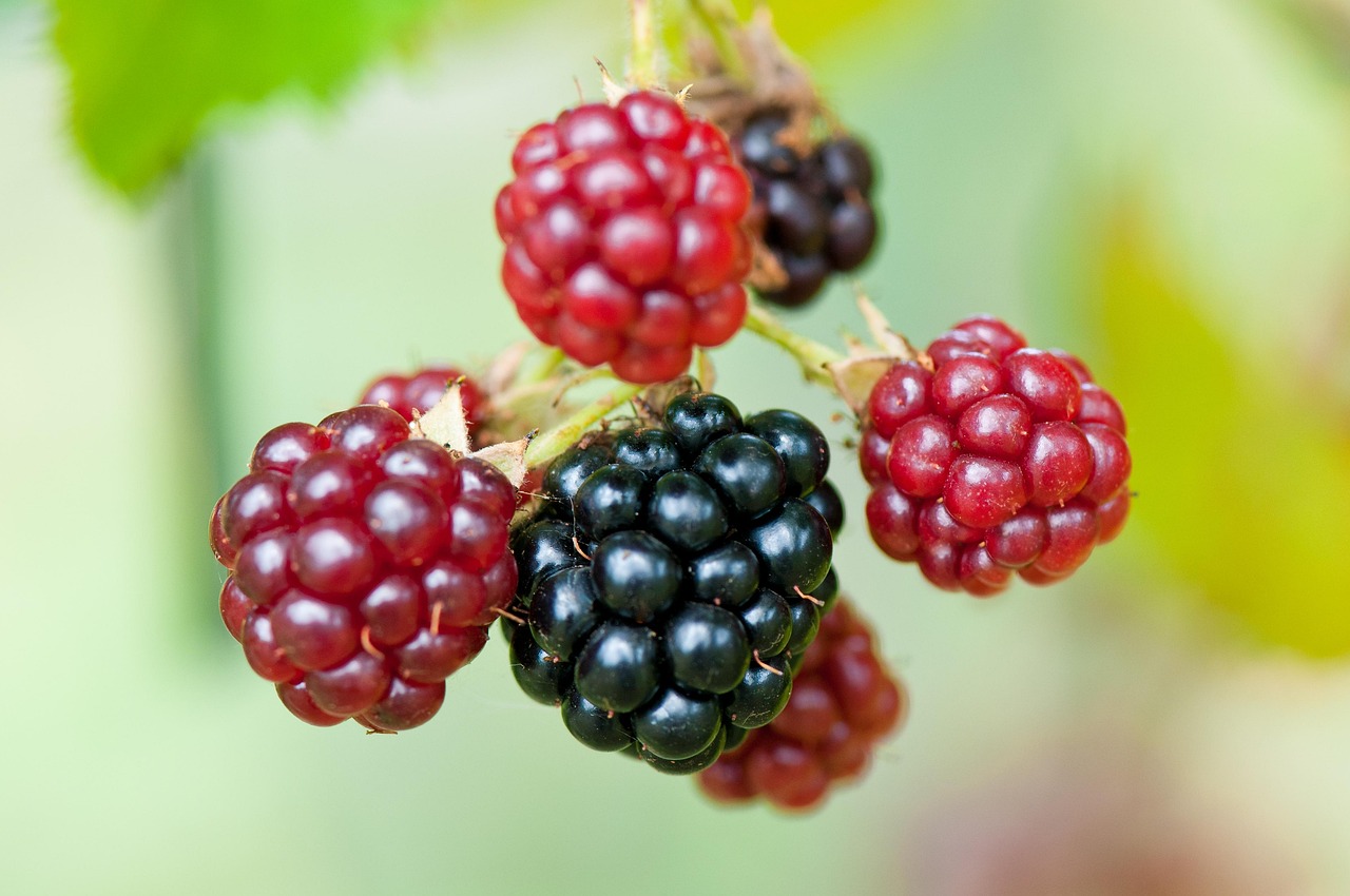 Rubus-fruticosus