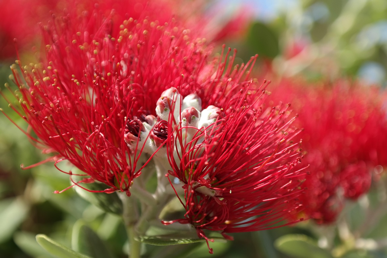 Metrosideros-excelsa