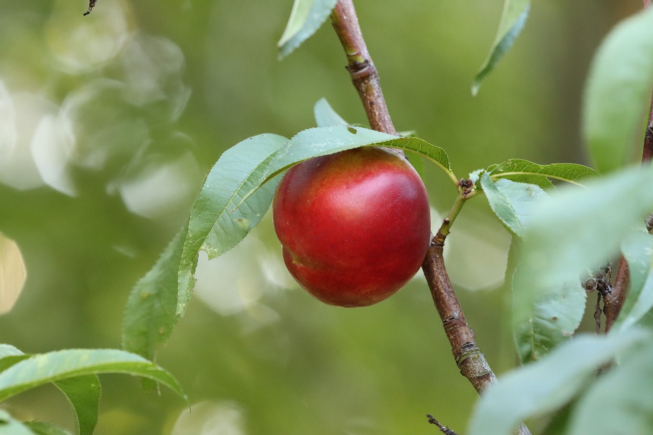 Nectarine