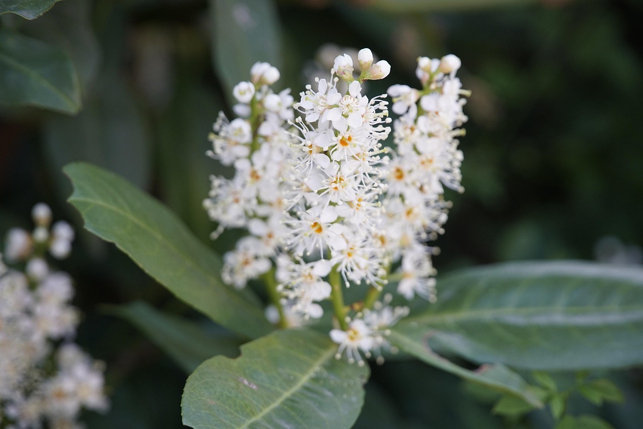 Prunus laurocerasus