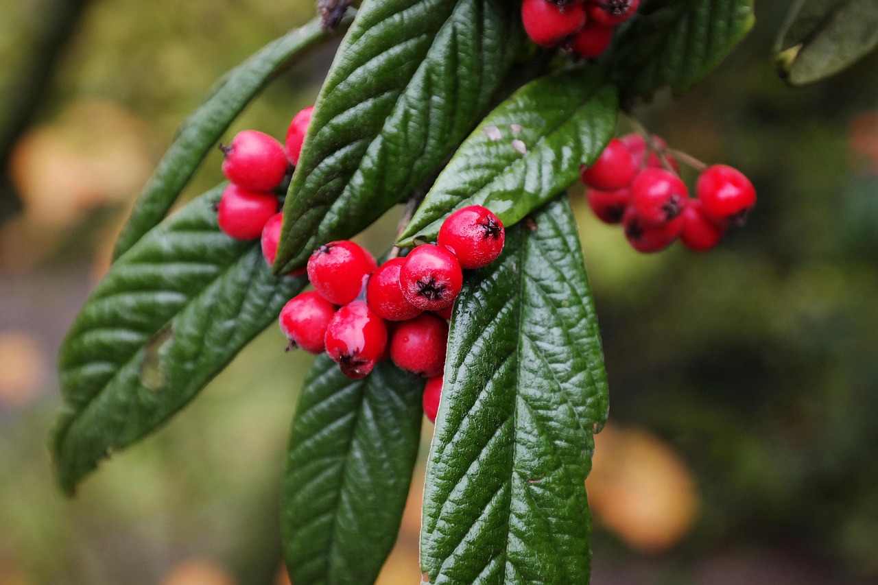 Cotoneaster