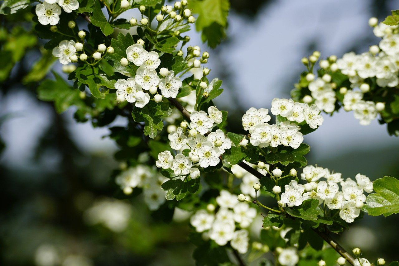 Crataegus-laevigata