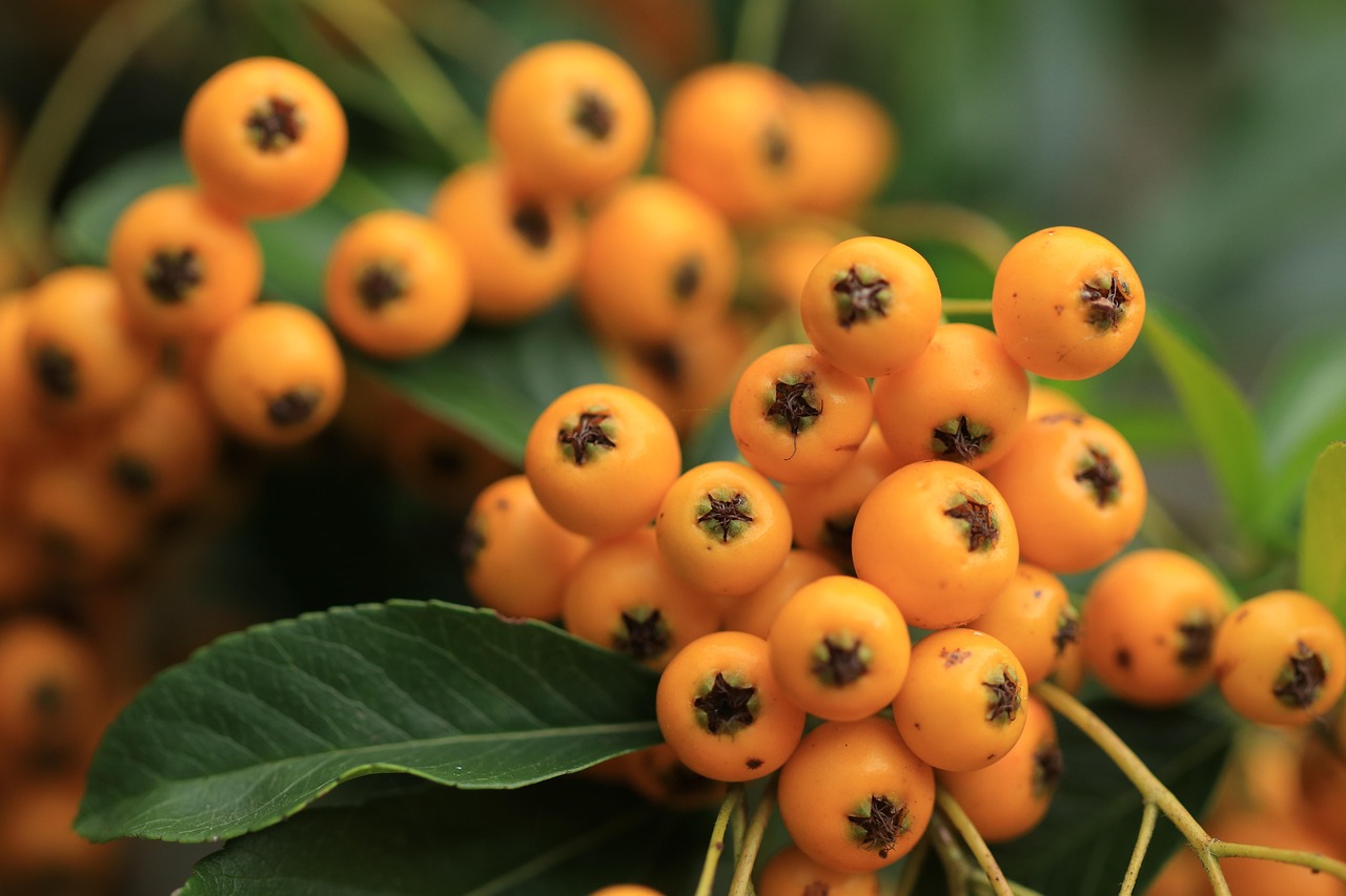 Pyracantha-angustifolia