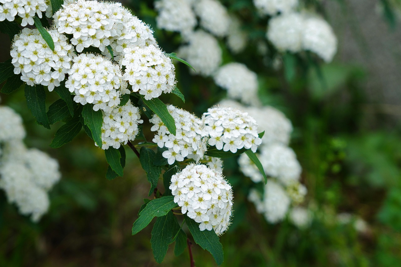 Spiraea-cantoniensis