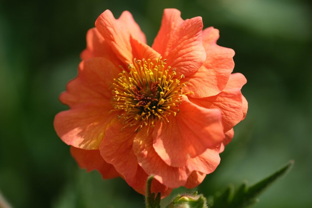 Geum