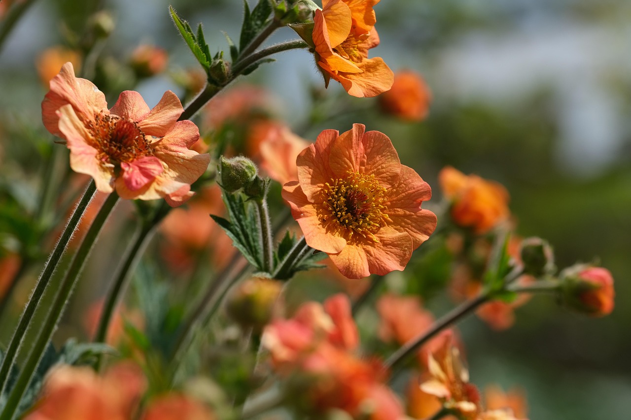 Geum