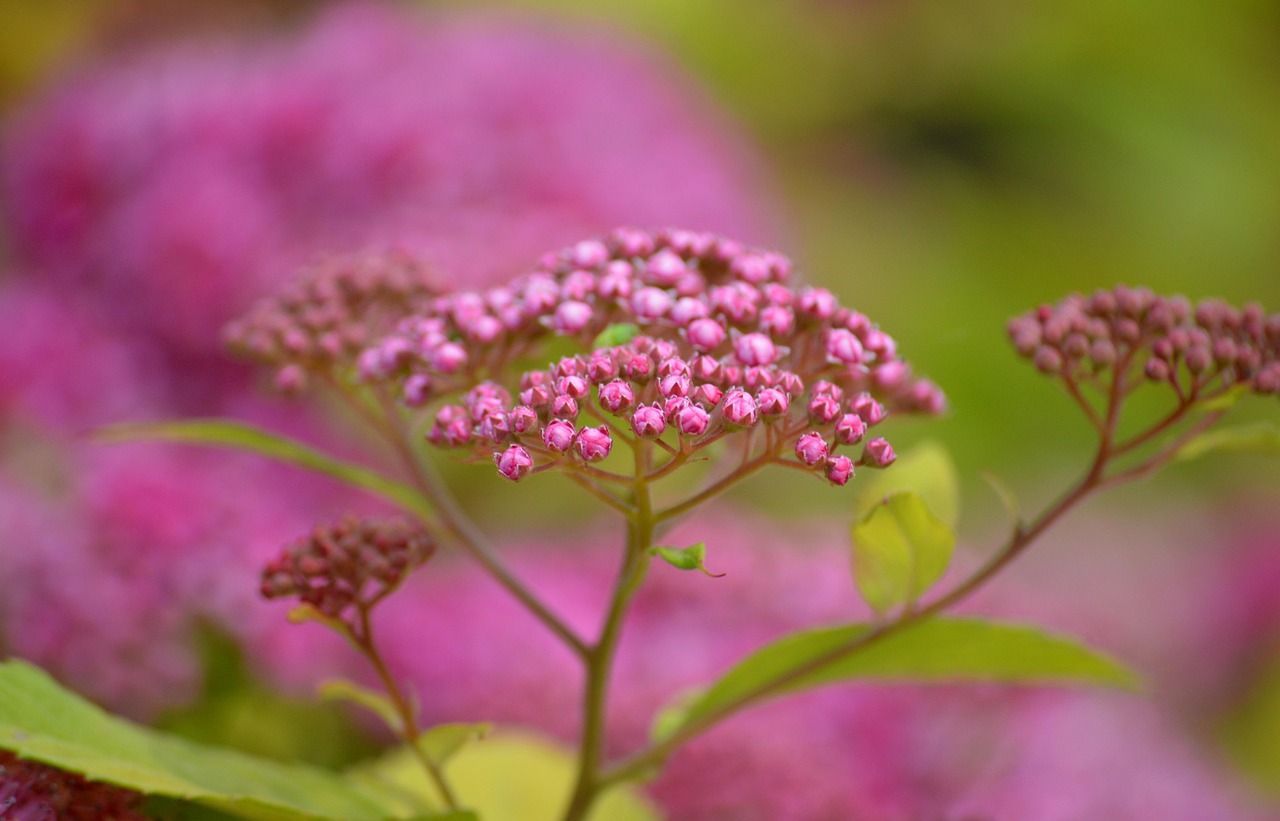 Spiraea-japonica