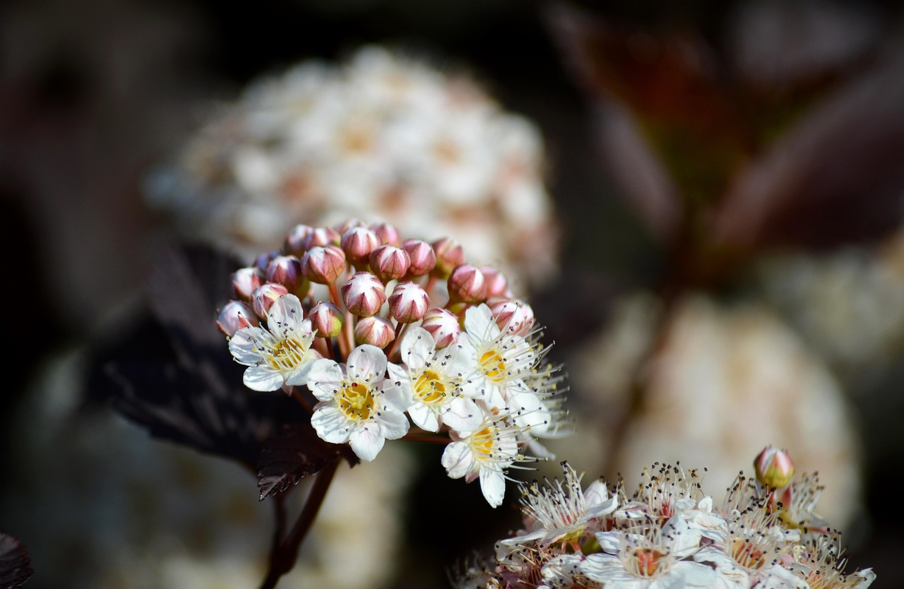 Physocarpus-opulifolius