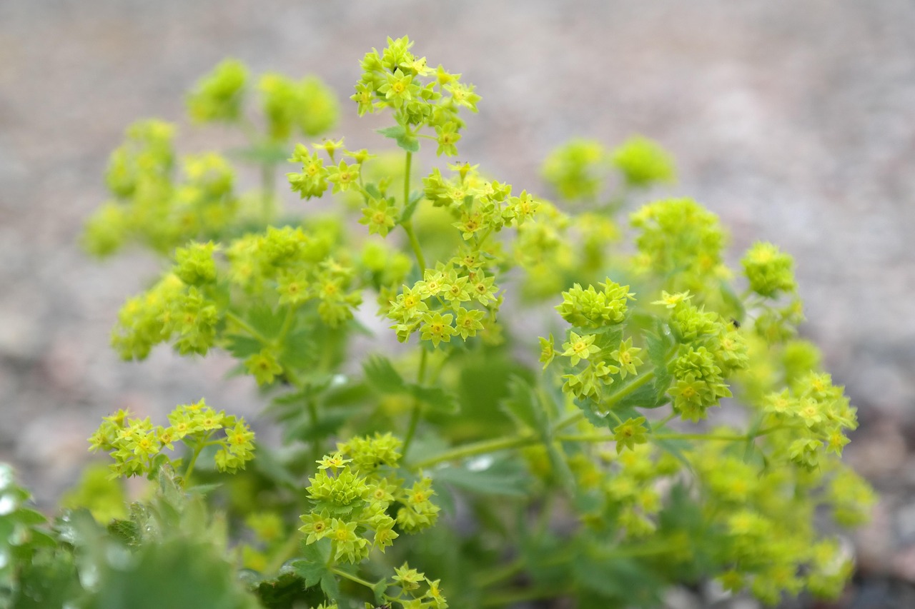 Alchemilla-mollis