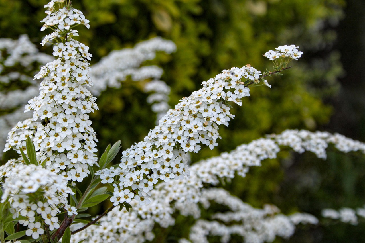 Spiraea-thunbergii