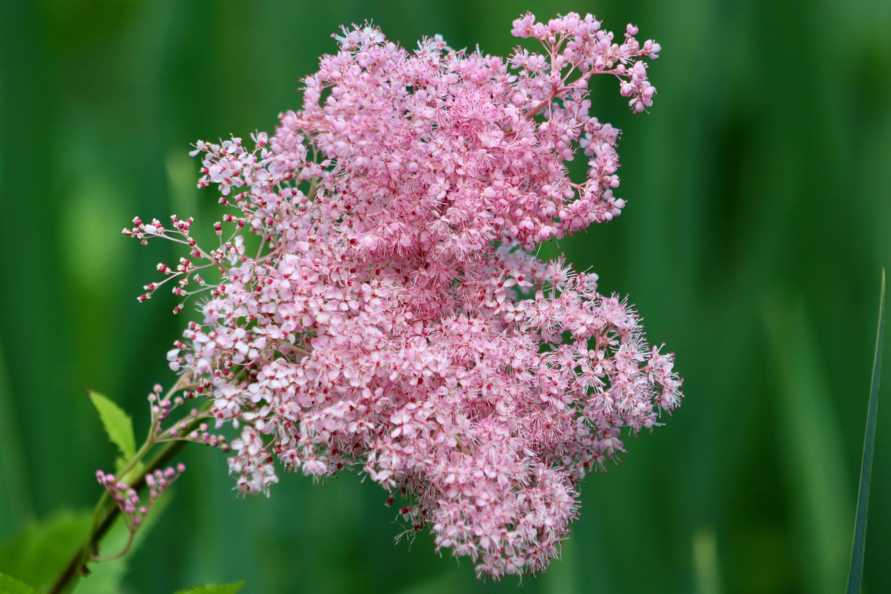 Filipendula-rubra