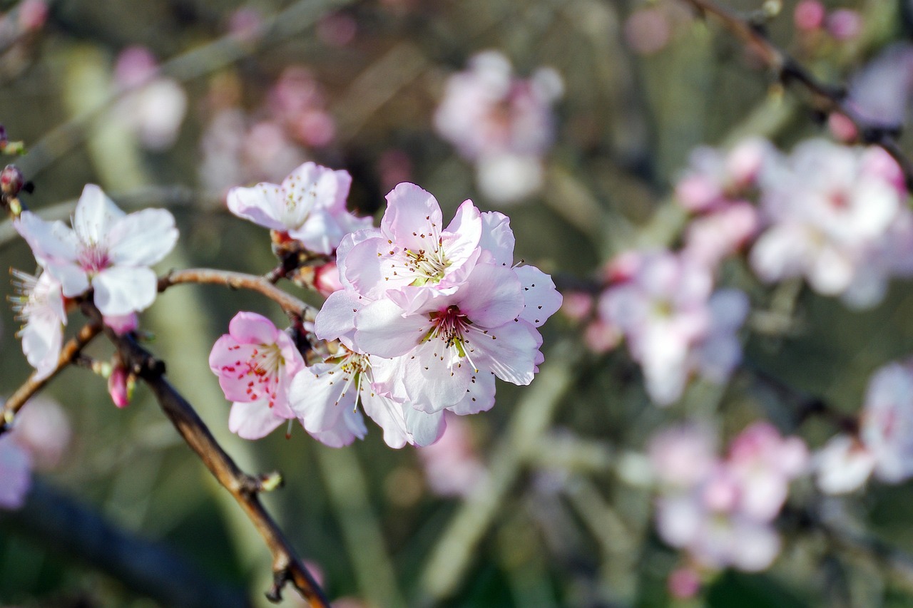 Prunus-persica