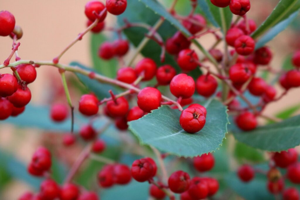 Cotoneaster