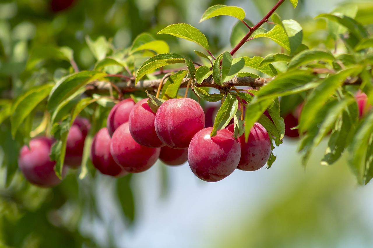 Prunus-salicina