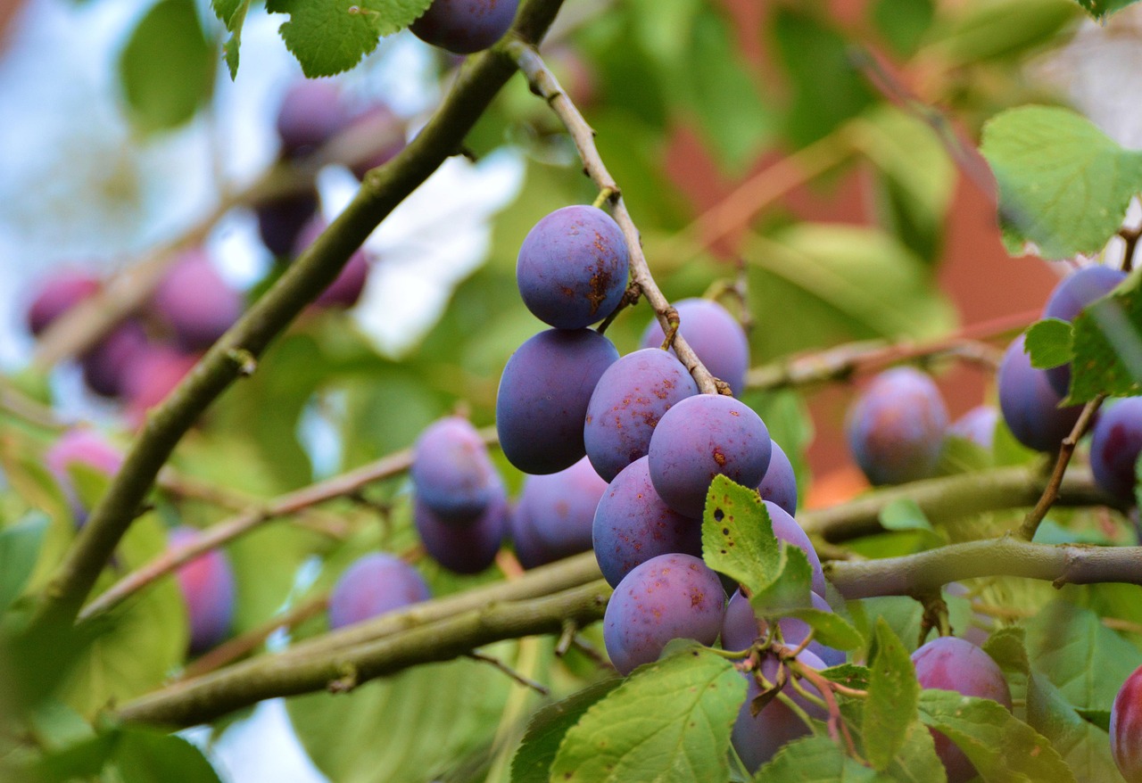 Prunus-domestica