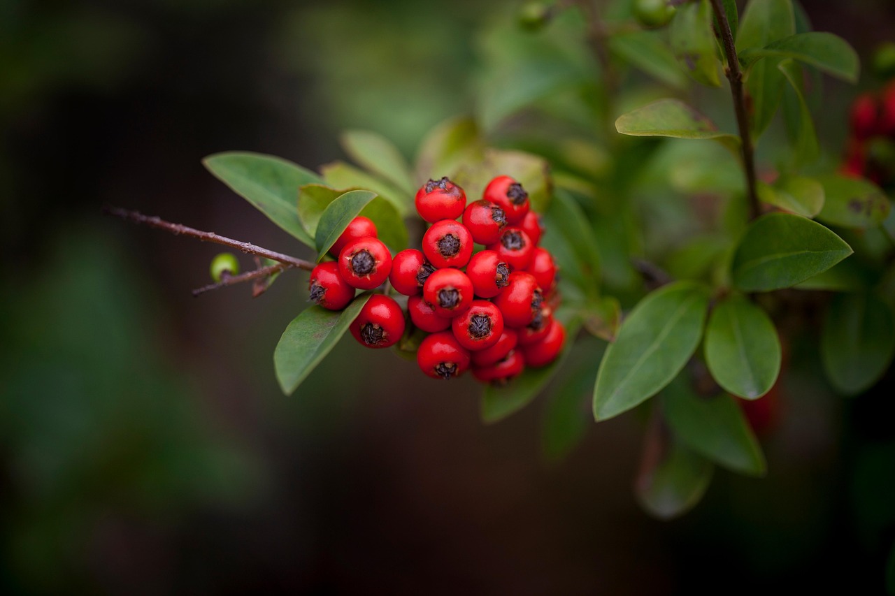 Pyracantha-coccinea