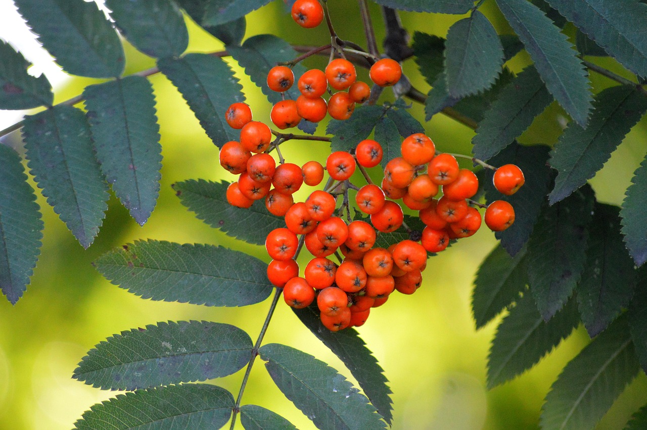 Sorbus-aucuparia