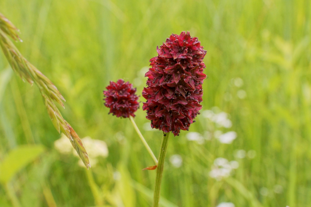 Sanguisorba-officinalis