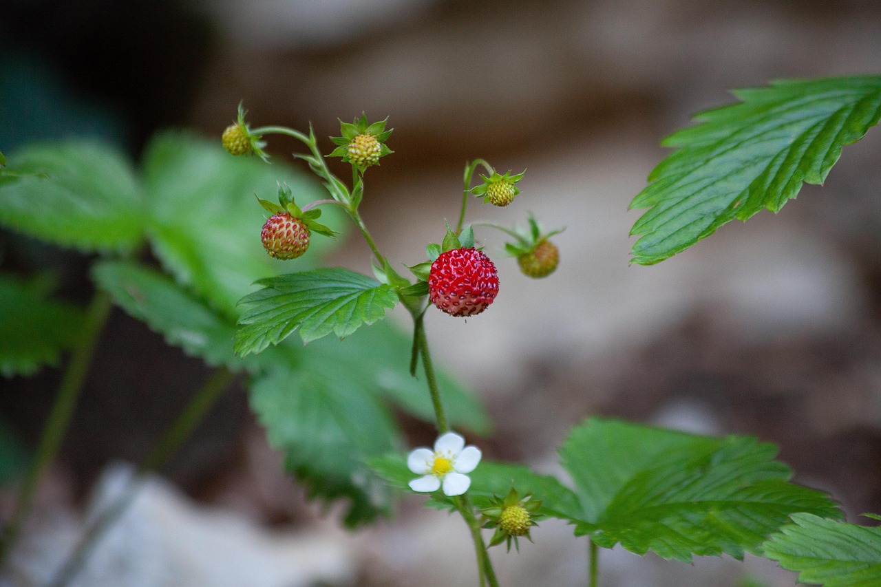 wild-strawberry