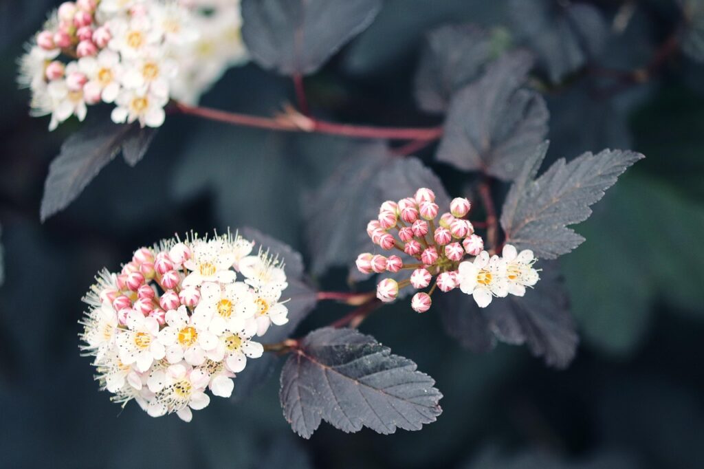 Physocarpus-opulifolius