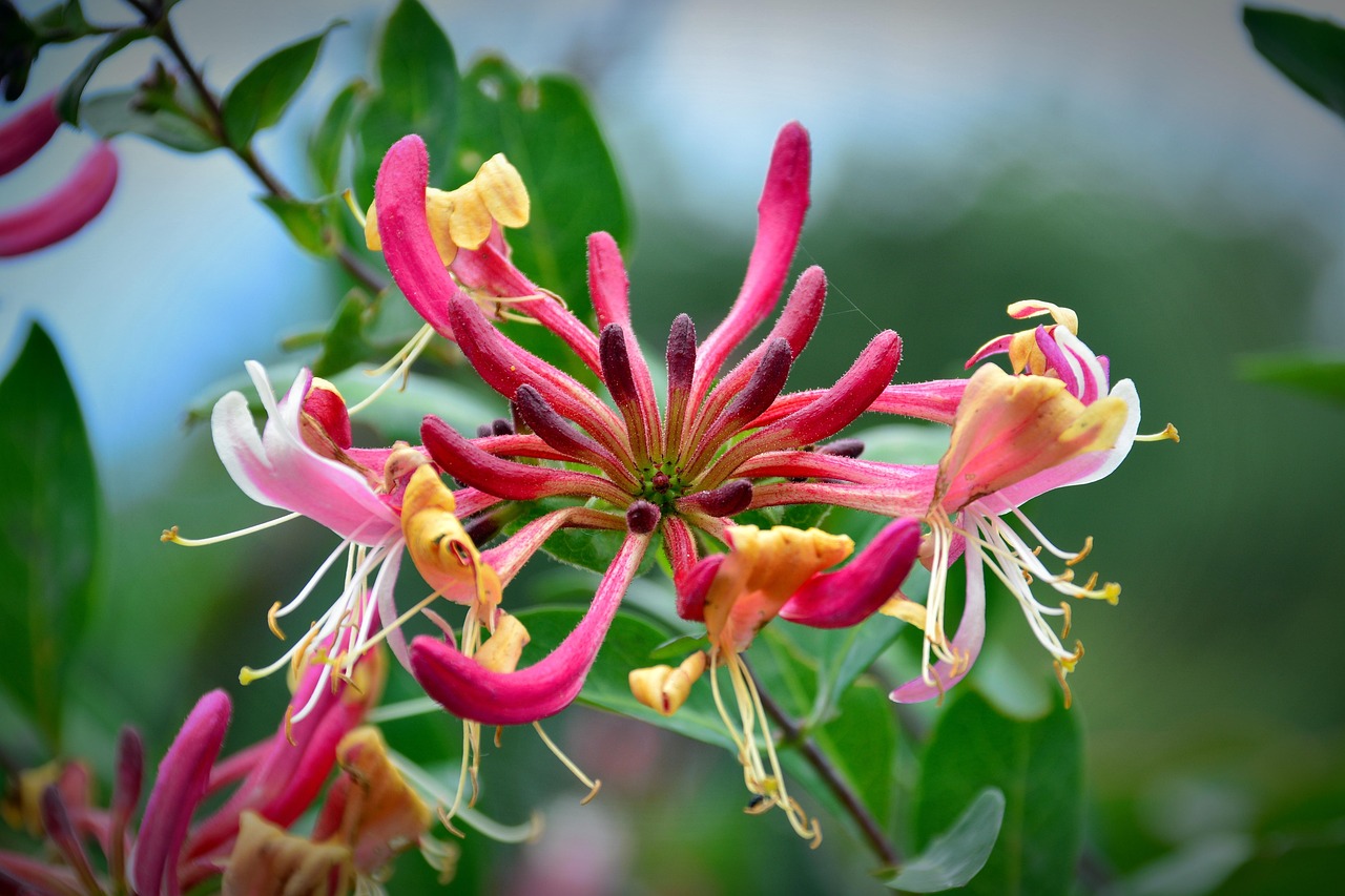 Lonicera-periclymenum