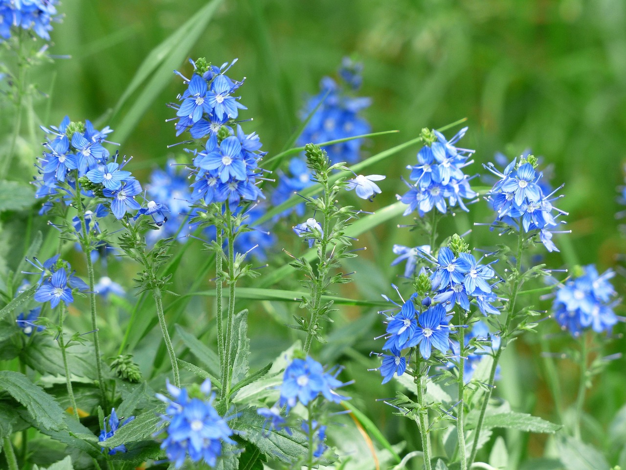 large-speedwell