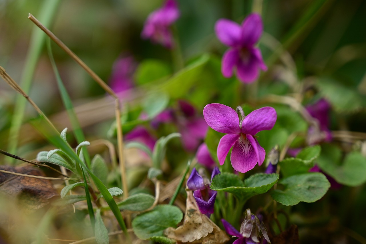 viola-odorata