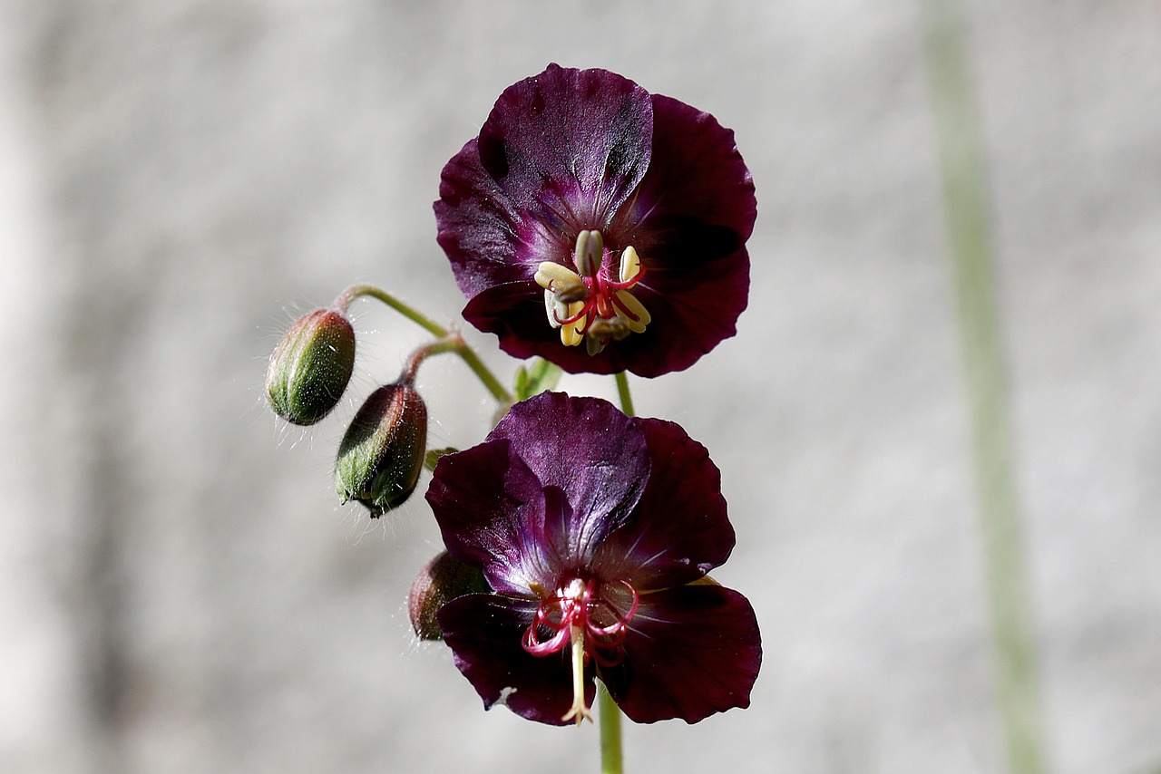 Dusky Cranesbill | Features and Care